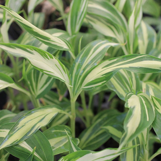 Japanese Myoga Ginger Live Plant Zingiber mioga Wellspring Gardens