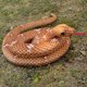 thumbnail image 5 of Boa gigante de peluche, constrictor, grande, para Halloween, casa embrujada, 180 cm/6 pies, decoración del hogar, serpiente simulada segura y creativa, 5 of 8