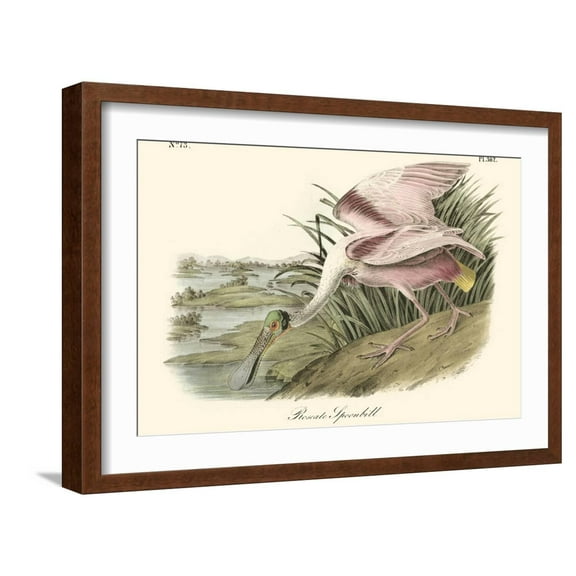 Art.com Roseate Spoonbill Art Print by John James Audubon, Brown Frame Wall Art, 23" x 17"