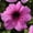 Purple, variant on Petunia - Daddy Series Flower Garden Seed - 1000 Pelleted Seeds - Color Mix Blooms - Single Grandiflora Petunias - Annual Flowers