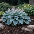 thumbnail image 5 of Big Blue Bressingham Hosta - 3 Bare Roots - Hardy and Shade Tolerant Garden Perennial Plants Great for Any Landscape, 5 of 5