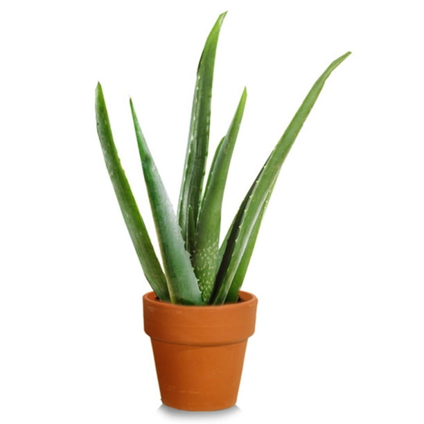 Expert Gardener 4 inch Aloe Vera Plant in Terra Cotta Pot
