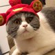 thumbnail image 3 of Cómoda gorra de poliéster para gatos y perros, adorable y portátil, ligera para mascotas, 3 of 5