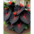 thumbnail image 1 of GSDWIUEW Chlorisium Caladium Seeds for Planting, 300/500 Seeds, Elephant Ears Perennial Hosta, 1 of 6