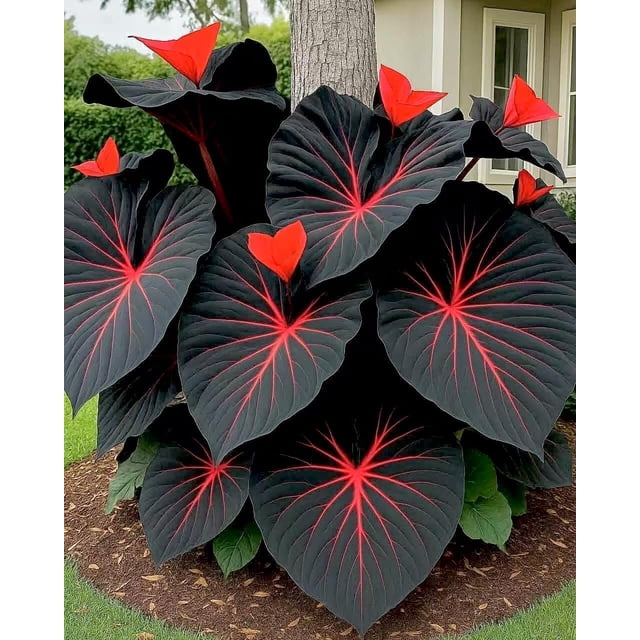 GSDWIUEW Chlorisium Caladium Seeds for Planting, 300/500 Seeds, Elephant Ears Perennial Hosta