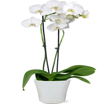 JAI 5IN Everyday Orchid White