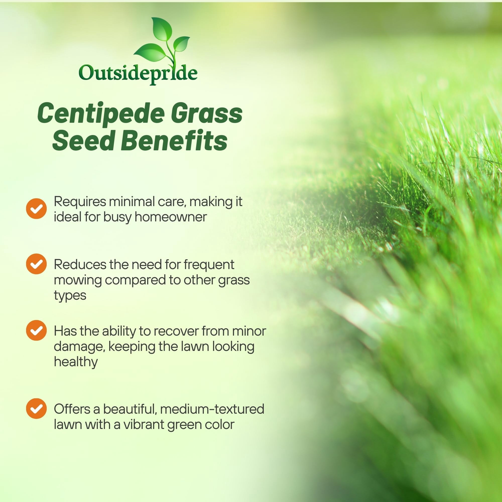 Centipede Grass Seed - Warm Climate Grass Seed - 1 LB - Coated