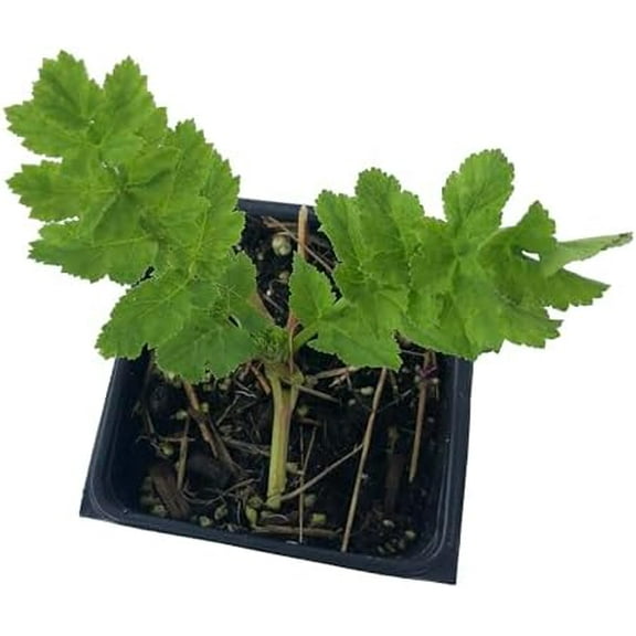 Golden Alexander (Zizia aurea) Organic Plant in 2.5-inch Pot by Smoke Camp Crafts - Native Perennial Pollinator