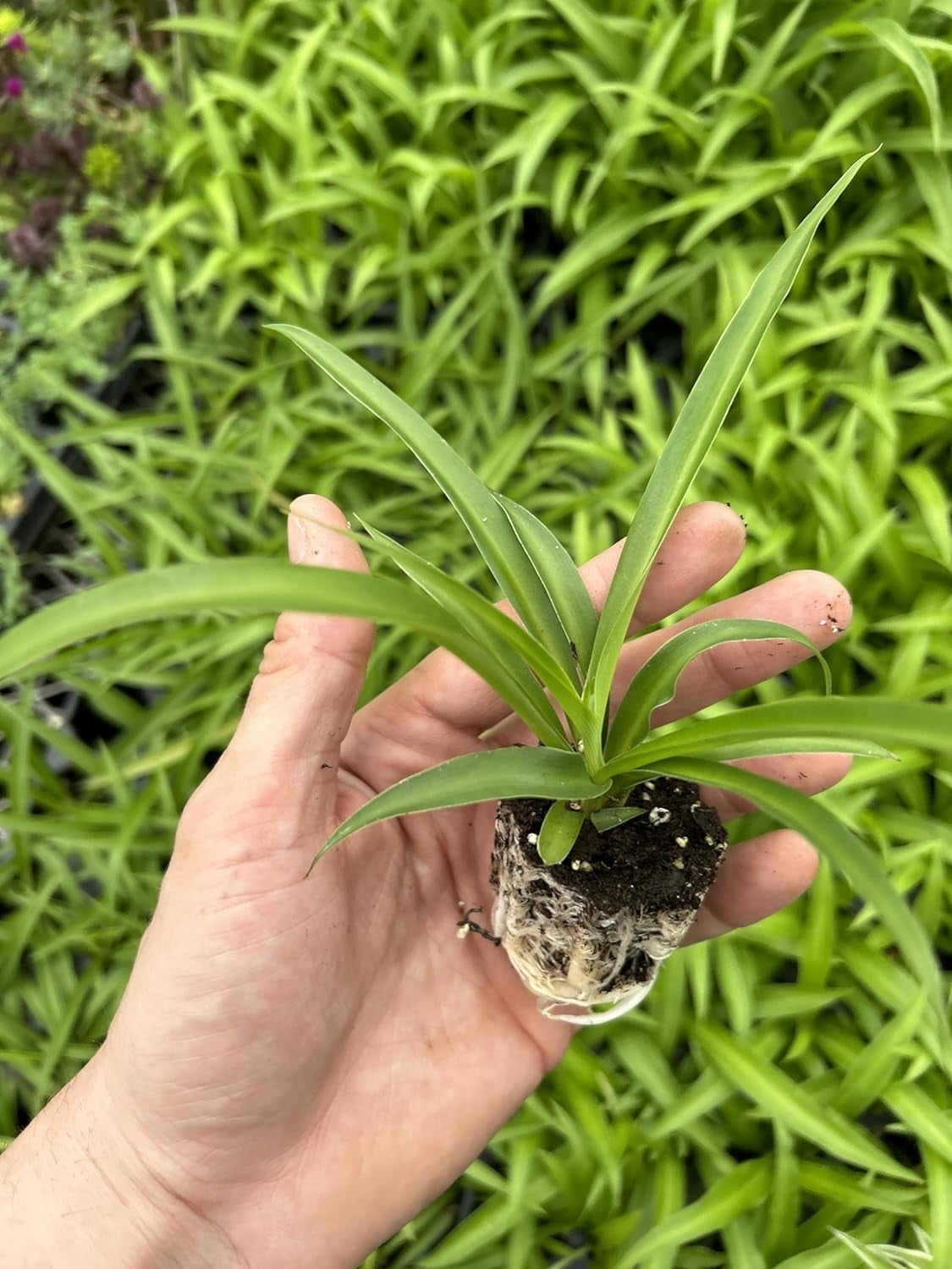 August Breeze Farm, Airplane Spider Plant, 3pk Indoor Houseplant,  Air-Purifying, Low Maintenance - Walmart.com