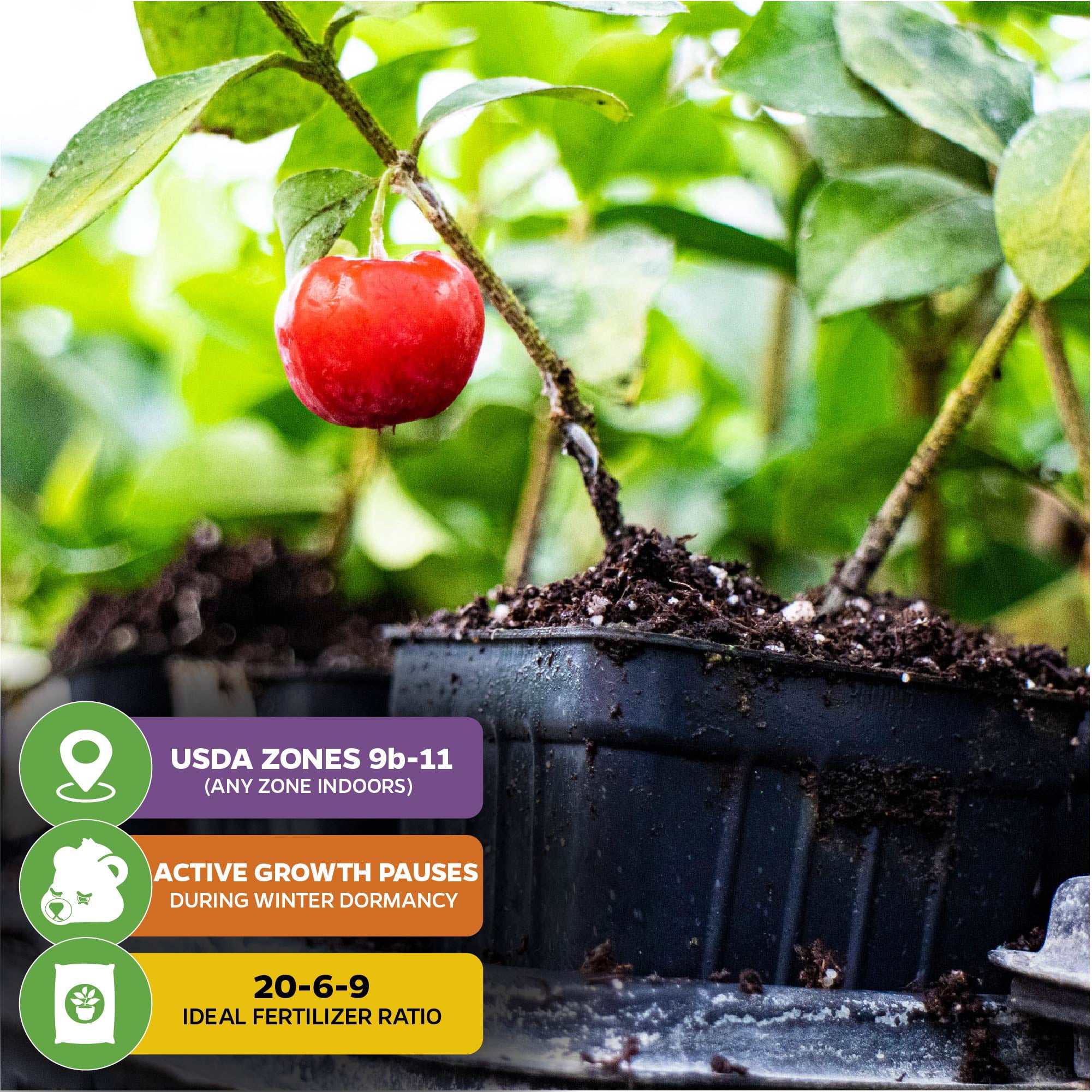 (2-Pack) Barbados Cherry Live Plant (Acerola/Wild Crapemyrtle) - Malpighia emarginata - Wellspring Gardens Starter Plant - Healthy Live Plant - Compact Size Fresh Fruit, Ideal for Gardens