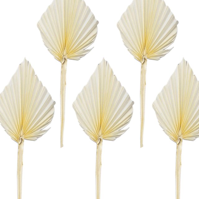 5 piezas de hojas de palma secas boho con tropical grande selva seca EstiloB Gloria Ramo seco