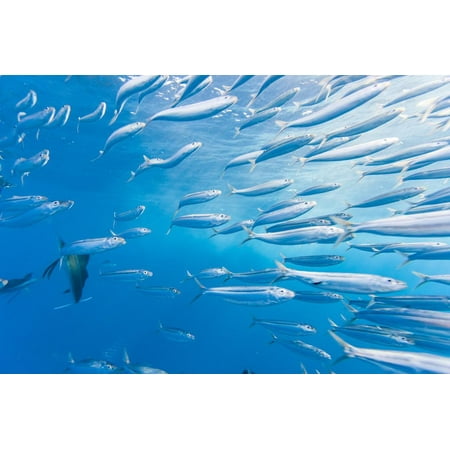 Sailfish feeding on Brazilian Sardines about 10 miles offshore from Isla Mujeres, Yucatan Peninsula Print Wall Art By Stuart