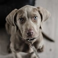 thumbnail image 3 of WHAMVOX double ended dog leash Dog Leash Grey Reflective Training 1Pack, 3 of 8