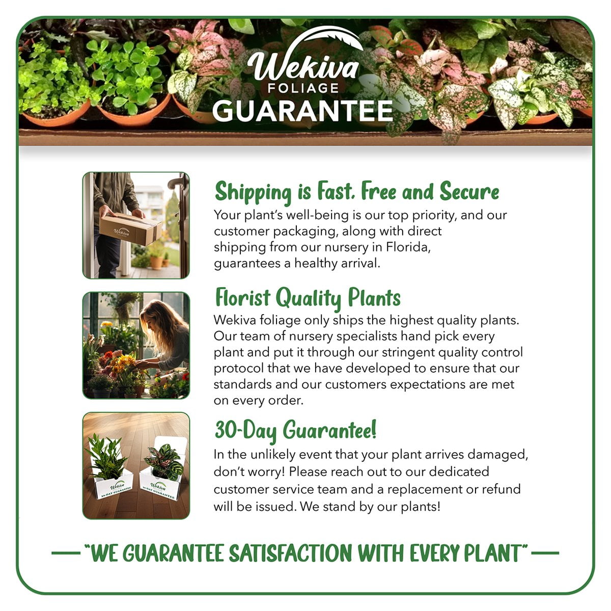 Rose Bush Variety Pack - 3 Live Starter Plants in 2 Inch Pots - Grower's Choice One Each of Multiple Rose Varieties - Beautiful Fragrant Roses from Florida