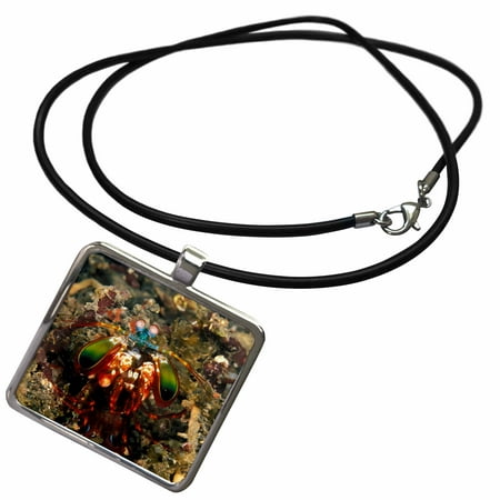 Shrimp Pendant - 3dRose Indonesia. Mantis shrimp, crustacean-AS11 SWE0069 - Stuart Westmorland - Necklace with Pendant (ncl_71338_1)