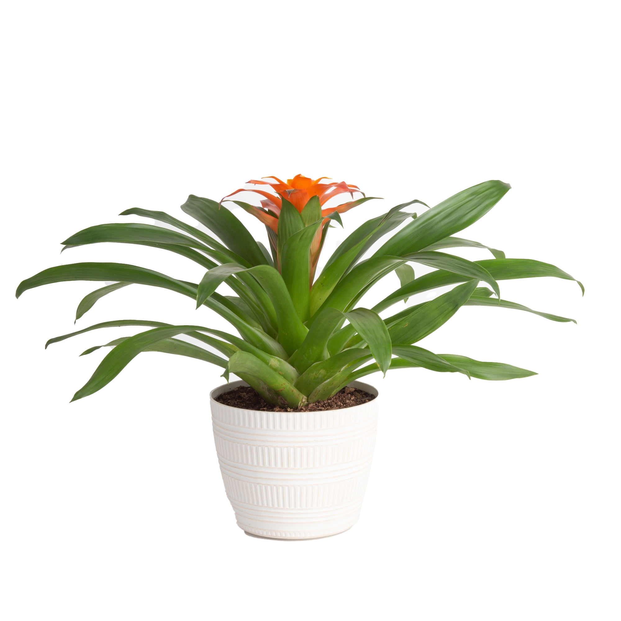 Plants with Benefits Live 14in. Tall Multi-Color Bromeliad Plant; 6in. Decor Pot