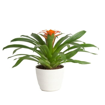 s with Benefits Live 14in. Tall Multi-Color Bromeliad ; 6in. Decor Pot