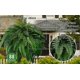 thumbnail image 3 of 2026 UV Resistant Lifelike Artificial Boston Fern, 3 of 4