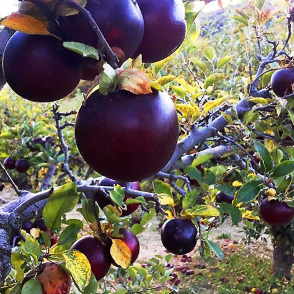 Expert Gardener 3-4 ft tall Arkansas Black Apple Live Tree in 7-Gallon Grower Pot