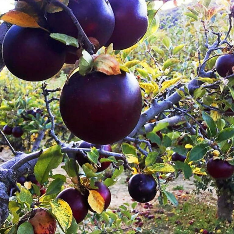 Expert Gardener 2-3 ft tall Arkansas Black Apple Live Tree in 5