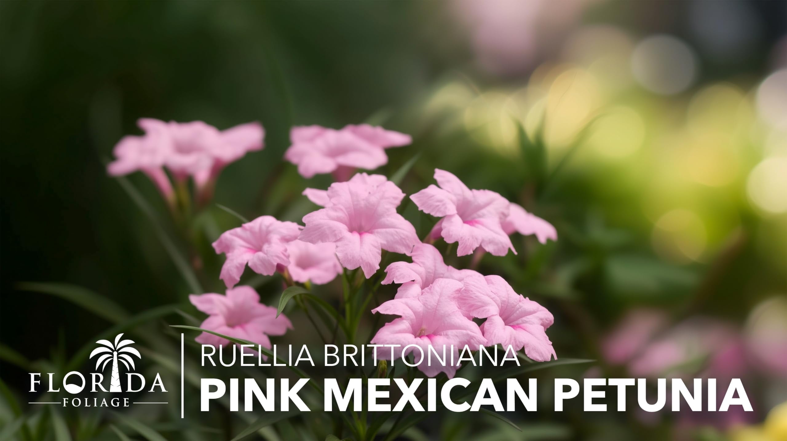 Mexican Petunia Pink I 1 Large Gallon Size Plant I Ruellia Brittoniana | Live Delicate Pink Flowers, Drought and Heat Tolerant, Perfect for Borders and Containers