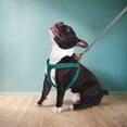 thumbnail image 4 of Didog No Pull Dog Harness Soft Adjustable Nylon Step in Puppy Strap Vest Outdoor Walking, 4 of 5