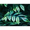 thumbnail image 2 of Villa, Mlli 18x15 White Modern Wood Framed Museum Art Print Titled - Electric Leaves, 2 of 4