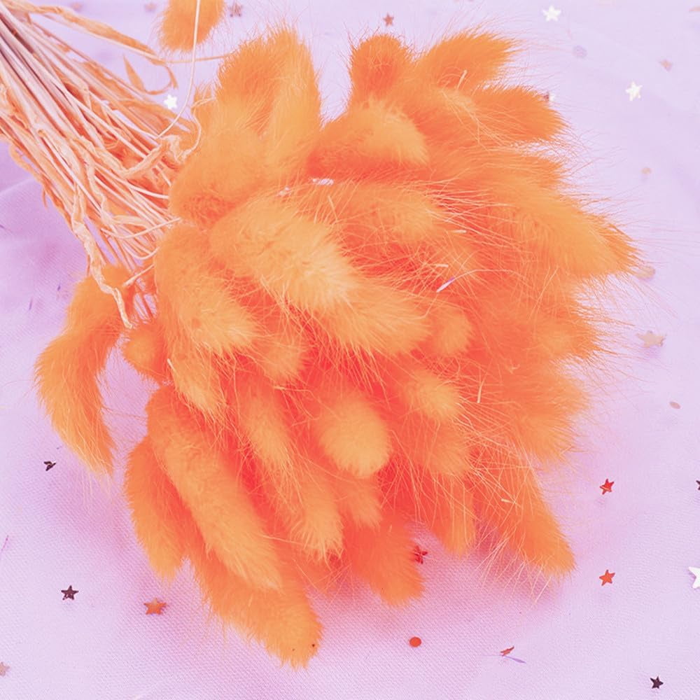 Natural Dried Bunny Tail Grass Real Flower Eternal Flower Lagurus Ovatus Dry Grass Dried Flowers Pampas Grass Bouquet Rabbit Tail Grass Stems forHome Decor and Fall Theme Decorati(7"/White)