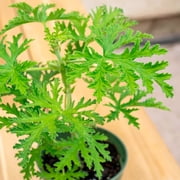 1 Citronella Plant in 4” Nursery Pot