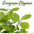 thumbnail image 6 of 6 Live Manhattan Euonymus Plants (Euonymus Kiautschovicus ‘Manhattan’) – Evergreen Shrub for Hedges, Thriving in 2.5” Nursery Cubes, 6 of 6