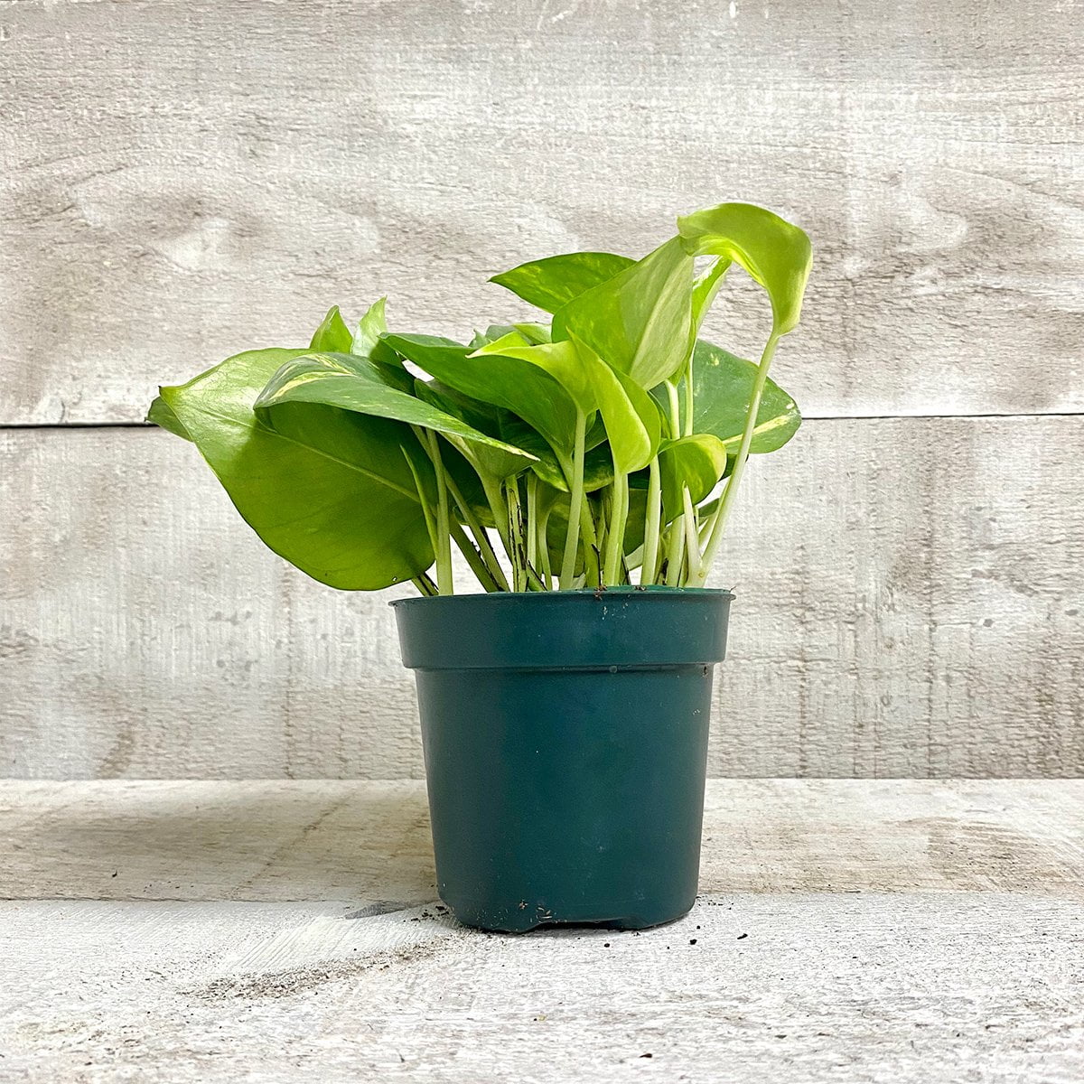 Pothos Plant - Walmart.ca