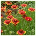 thumbnail image 4 of Everwilde Farms - 100 Dwarf Perennial Gaillardia Native Wildflower Seeds - Gold Vault Seed Packet, 4 of 4