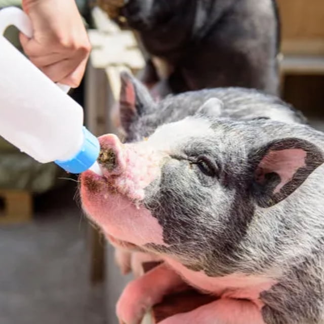 Biberón Para Mascotas, Fácil Limpieza, Antigrietas, Práctico, Biberón De Alimentación Para Animales De 850ml Con Tetina Para Gatitos Recién Nacidos