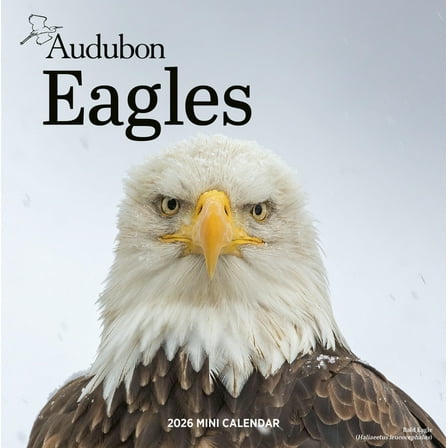 Audubon Eagles Mini Wall Calendar 2026, (Paperback)