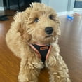 thumbnail image 4 of Voyager Step-In Air Mesh Dog Harness by Best Pet Supplies, 4 of 9