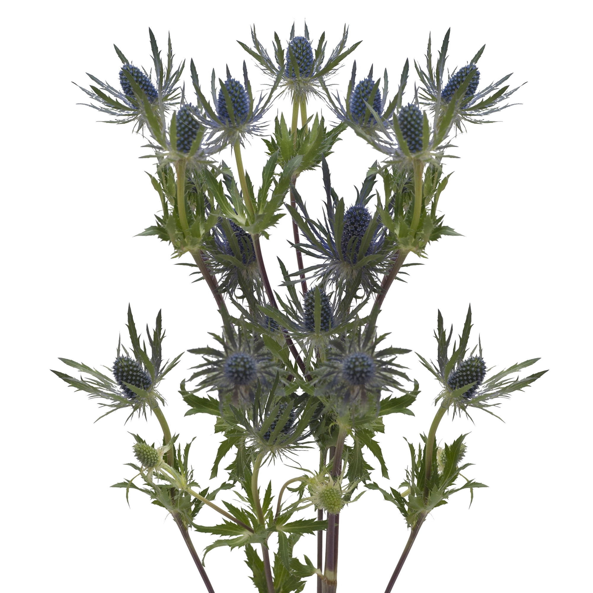 Blue Lagoon Eryngium - Farm Direct Fresh Cut Flowers - 50 Stems