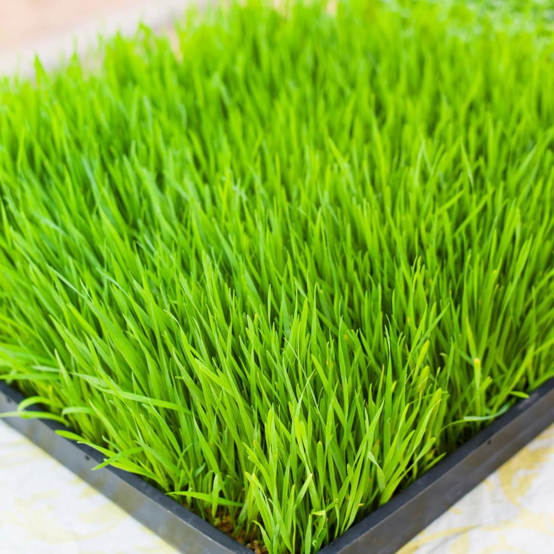 Cat Grass Growing Kit - Organic Seed, Jute Grow Mats, 10 x 10 Grow Container - Great for Indoor or Outdoor Cat, Dogs and Other Pets - Pet Grass (Complete Cat Grass Kit)