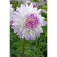 thumbnail image 3 of Que Sera Anemone Flowering Dahlia - #1 Size Root Clump - New, 3 of 4