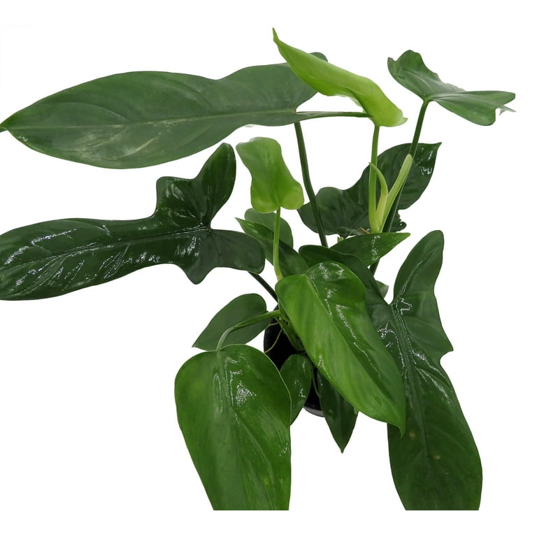 Panda Philodendron 4" Pot - Easy Houseplant - Low Light