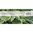 thumbnail image 3 of Root Candles Honeycomb Veriglass Scented Beeswax Blend Candle, Hosta, 3 of 3