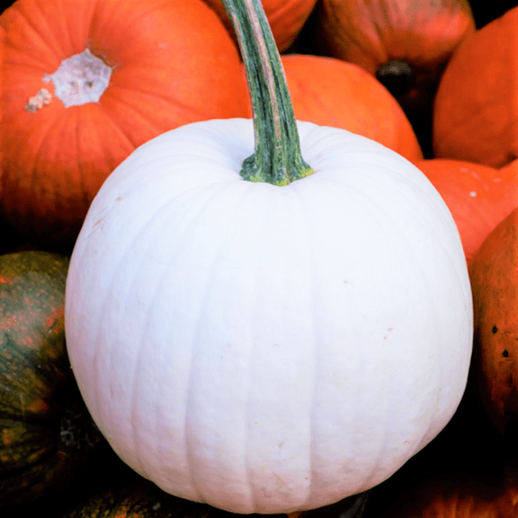 TomorrowSeeds - Casper White Pumpkin Seeds - 10  Count - For 2025 Planting Heirloom Fall Garden