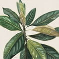 thumbnail image 2 of Robinson, Carol 20x20 White Modern Wood Framed Museum Art Print Titled - Magnolia Leaves II, 2 of 4