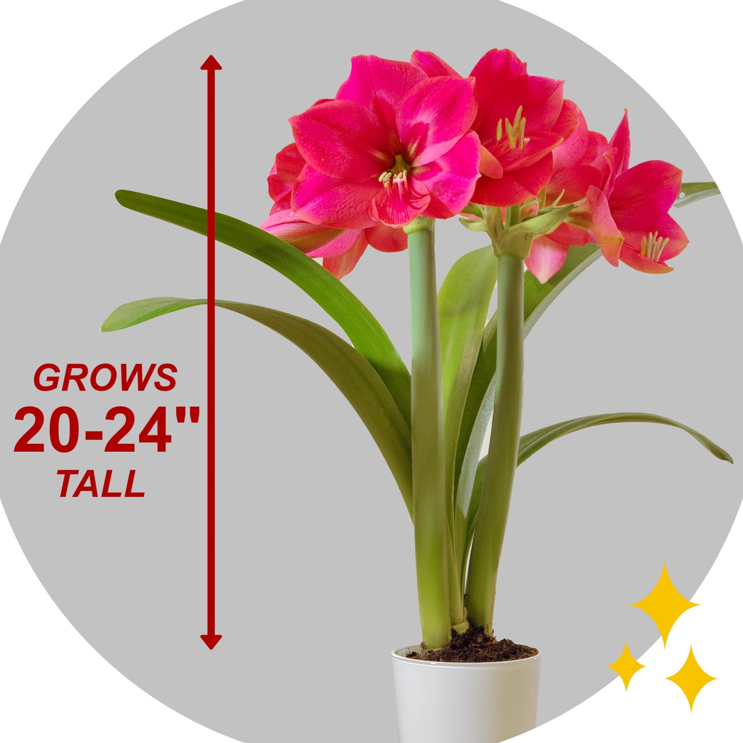 Garden State Bulb Ice Pink Amaryllis Flower Bulb, 26/28cm (Bag of 6)