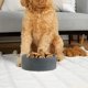 thumbnail image 4 of Cuenco de cerámica para perros: plato para comida y agua para mascotas resistente y duradero, apto para lavavajillas, moderno, 4 of 5