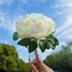 thumbnail image 5 of 50pcs Artificial Rose Flowers with 6 Leaves for DIY Bouquets, Wedding Party, Baby Shower, Home Decor, 5 of 5