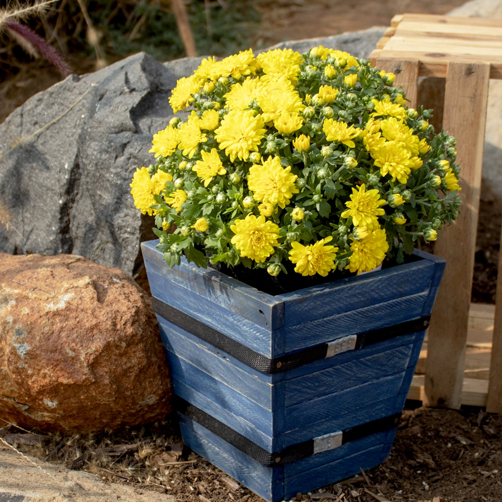 (2 pack) Expert Gardener 3.0QT Yellow Mum Chrysanthemum Live Plant in Grower Pot