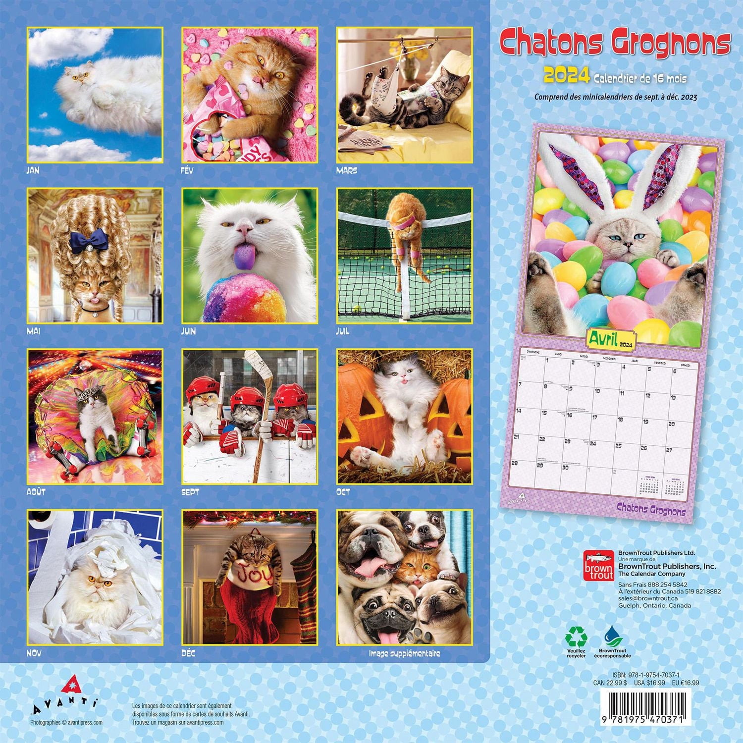 BrownTrout Canada Avanti Chatons grognons 2024 12x24 Inch Square Wall Calendar, 9781975470371