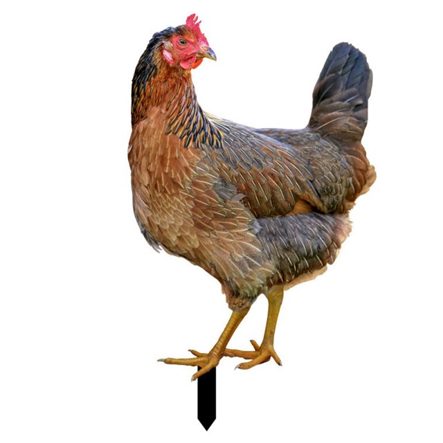 Rooster Decor Realistic Lifelike Ornamental Doublesided Printing Acrylic Garden Statue Chicken