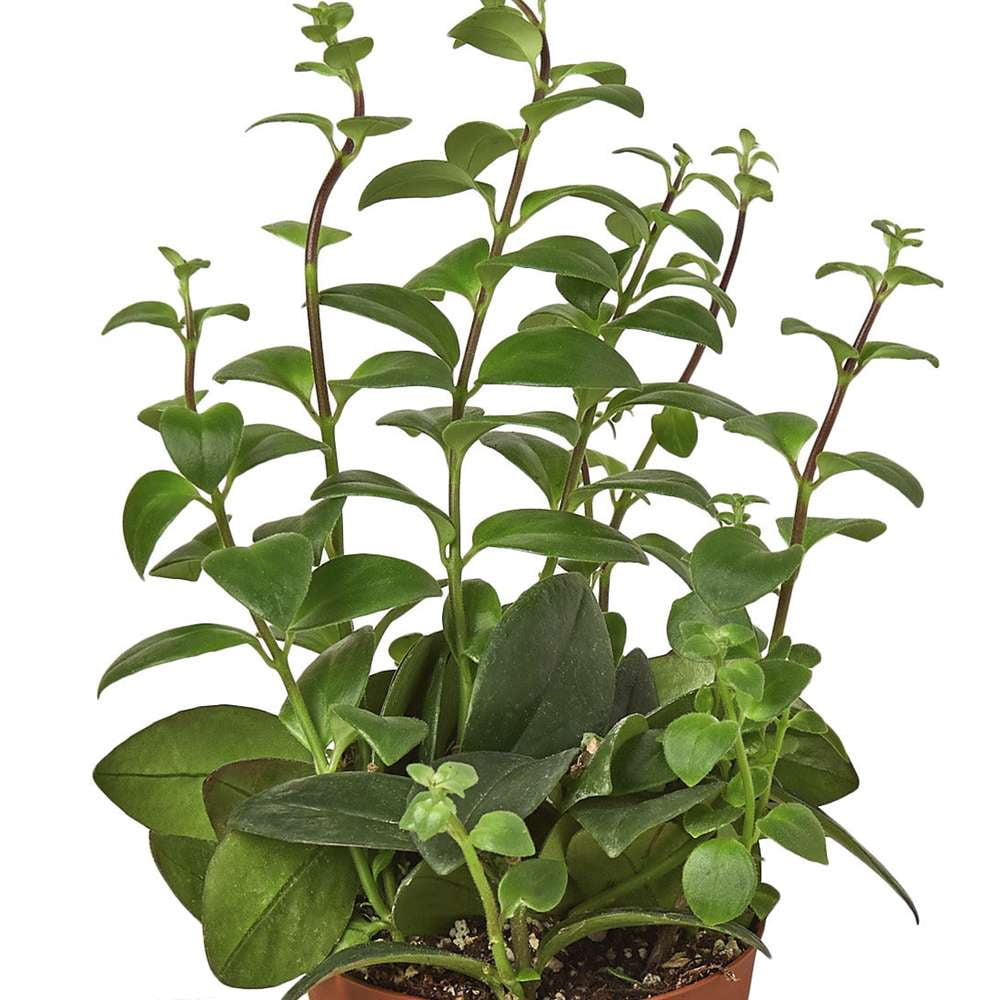 Lipstick Plant Live Plant for Indoor | Different Houseplants in 4'' & 6'' Pot | Real House Plant for Living Room, Office, Desk & Bathroom | Lipstick plant | Aeschynanthus