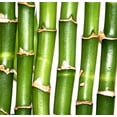 thumbnail image 2 of Bamboo Wall Mural by Wallmonkeys Peel and Stick Graphic (24 in W x 23 in H) WM157314, 2 of 4